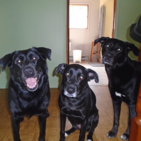 Meet your Posher, Labrador - Picture 3 of 16